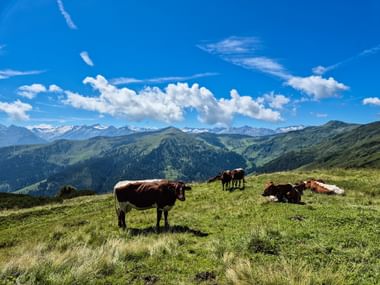Brown and white cows grazing on a green alpine meadow near Bramberg in Pinzgau with mountain ranges and blue sky in the background.