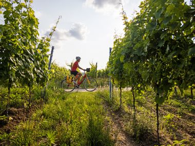 Radfahrerin in den Weinreben