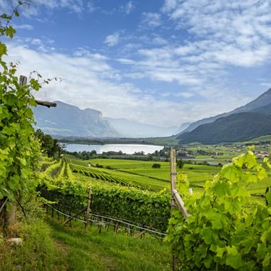 Grüne Weinreben am Hang mit Blick auf den Gardasee und Bergen im Hintergrund unter blauem Himmel mit weißen Wolken.