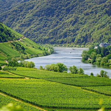 Vineyards on the Moselle