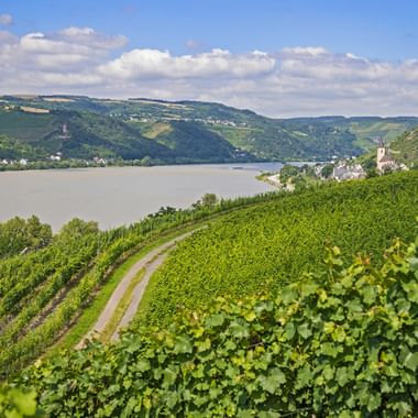Vineyards near Lorch am Rhein