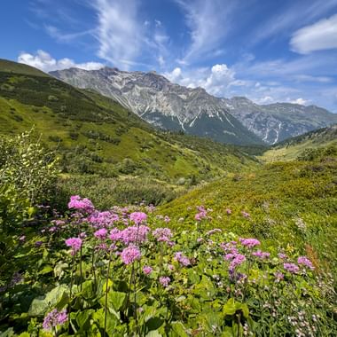 View of the valley from Sandjöchl towards the mountains and flowers