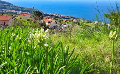madeira4_seperator