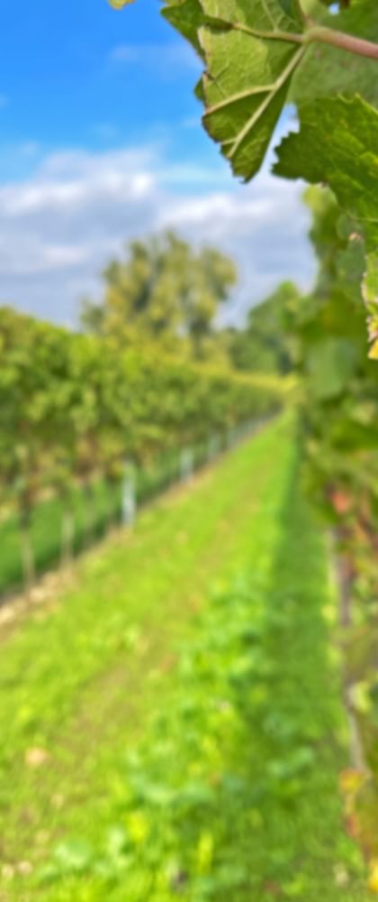 Palatinate vines
