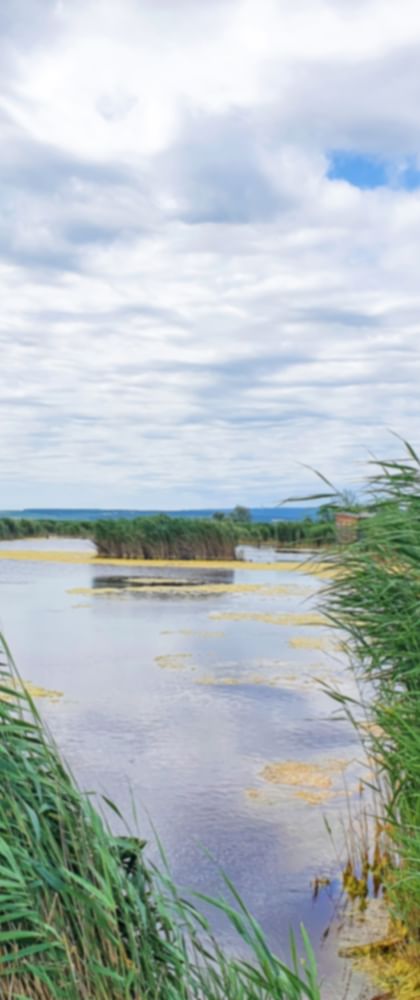 Schilf am Neusiedler See