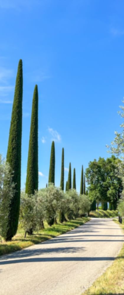 Cypress avenue near Montepulciano