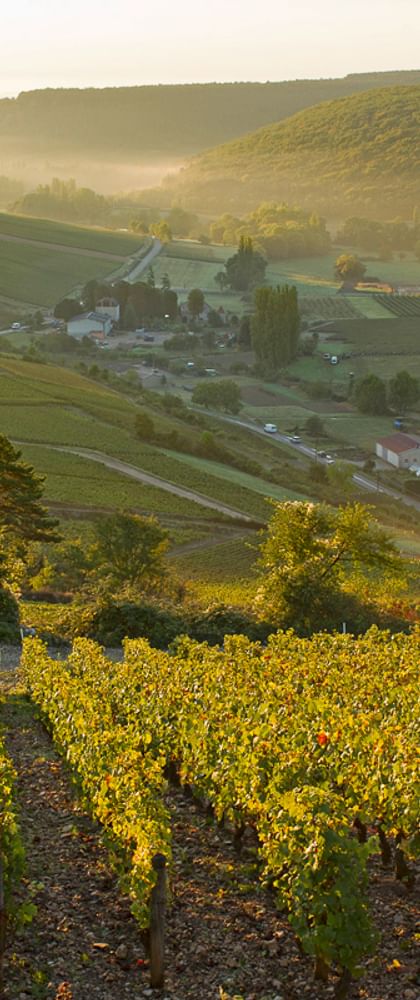Biking in the wine region Burgund