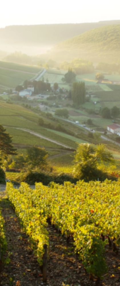 Vineyards in Burgundy