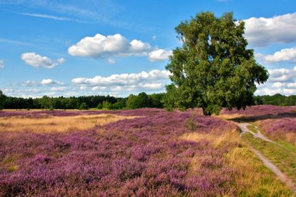 Lüneburger Heide