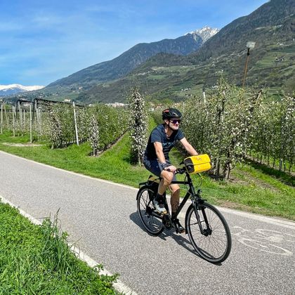 Apple trees along the Adige cycle path