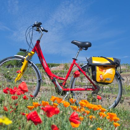 Eurobike bicycle in poppy field