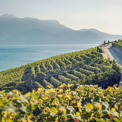 Terrassierte Weinberge in Lavaux führen zum Genfersee hinab, Radfahrer auf einem Weg. Berge über dem türkisfarbenen See unter klarem Himmel.