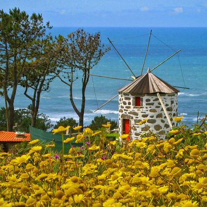 Blick über ein gelbes Blumenmeer zu einer landestypischen Windmühle am Meer