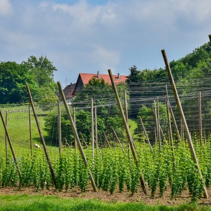 Grüne Hopfenpflanzen wachsen an hohen Holzstangen in der Hallertau, Bayern. Bauernhaus mit rotem Dach und sanfte Wiesen im Hintergrund.