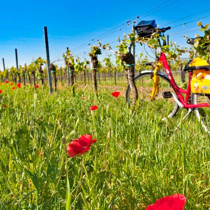 Eurobike bike in an orchard with poppies
