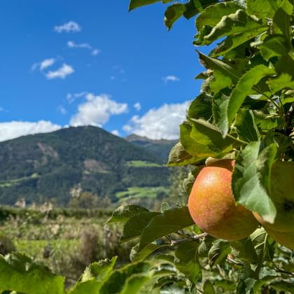 Ripe apples hanging on a tree with green leaves in Prad. Mountains and blue sky with white clouds visible in the background.