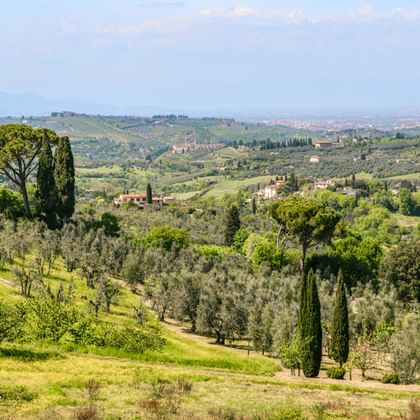 Rolling Tuscan hills with cypress trees, olive groves, and scattered farmhouses under a blue sky between Pisa and Florence.