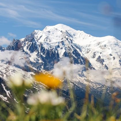 Schneebedecktes Mont Blanc Massiv mit Gletschern unter blauem Himmel, weiße und gelbe Wildblumen im Vordergrund, grüne Wiese am Bergfuß.