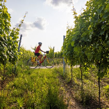 Radfahren zwischen den Weinreben in der schönen Natur