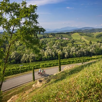 Two cyclists on a paved road winding through green vineyards in the Collio wine region, with rolling hills and mountains in the background.