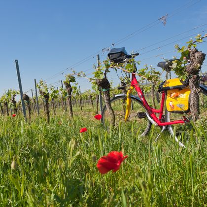 Fahrrad steht zwischen Weinreben in der Pfalz