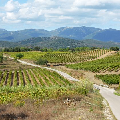 Catalonia vineyards