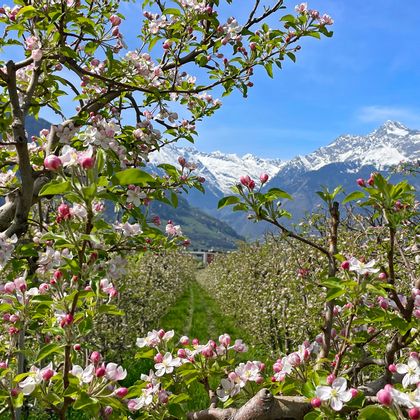 Apple trees on the Adige cycle path with snow-covered mountains in the background