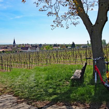 Cycle break in the vineyards