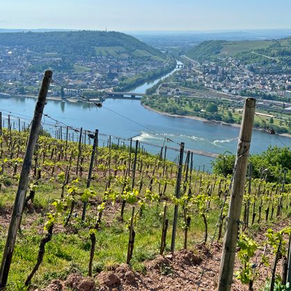 Panoramablick über Weinberge und auf die Mündung der Nahe in den Rhein in Bingen