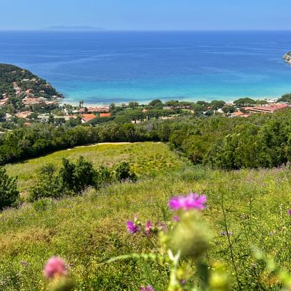 View from green hills with pink wildflowers overlooking a turquoise bay near Piombino and Elba. Coastal village and forested hills frame the bay.