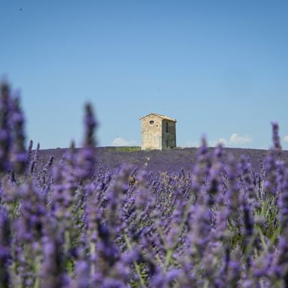 Steingebäude auf einem Hügel, umgeben von blühenden lila Lavendelfeldern unter klarem blauen Himmel in Südfrankreich.