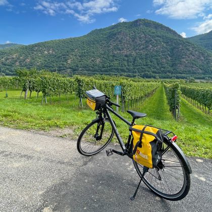 Ein Rad steht vor vielen Weinreben, im Hintergrund bewaldete Hügel