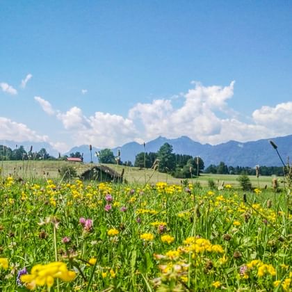 Bunte Wildblumenwiese mit gelben und rosa Blüten im Allgäu. Grüne Felder und Bergketten unter blauem Himmel mit Wolken sichtbar.