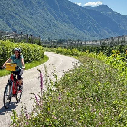 Female cyclist on paved path through apple orchards with sunflowers. Mountains rise in background under blue sky near Meran.