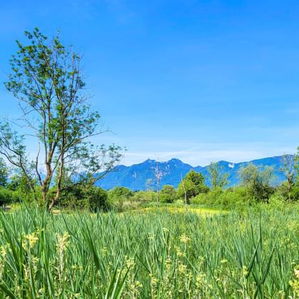 Green wetland meadow with tall grasses and yellow flowers in Murnauer Moos. Wooden barn on left, trees and blue mountains under clear sky.