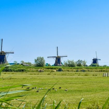 Fünf traditionelle niederländische Windmühlen stehen in einer Reihe über grünen Wiesen in Kinderdijk unter blauem Himmel.
