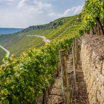 Hessigheim Weinhügel