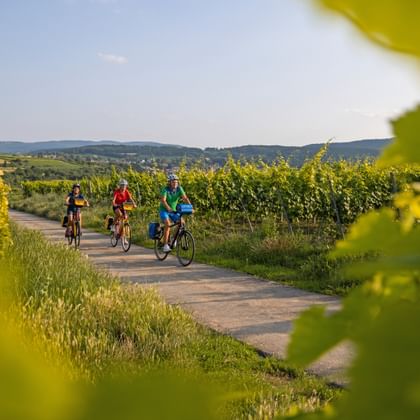 Cyclist on the German wine route near Leistadt in the Palatinate