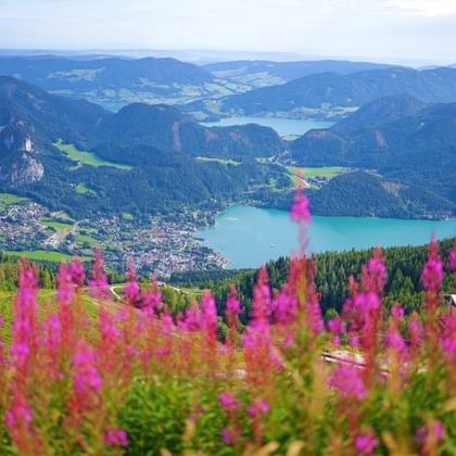 Bergblumen mit Ausblick auf den See