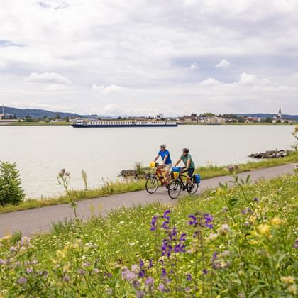 Donau Radweg Blumenwiese