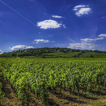Burgund Weinreben