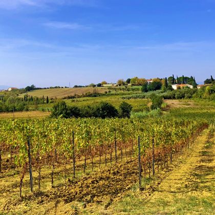 Weinberge und ein kleines Dorf auf sanften Hügeln in der Toskana