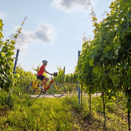Cyclist among vineyards in the evening atmosphere