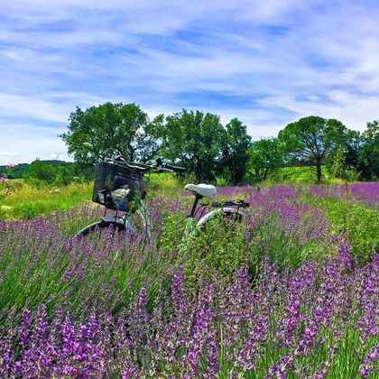 Fahrrad im Lavendelfeld in der Provence