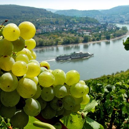 Weintrauben und Weinreben, im Hintergrund das Rheintal mit einem Schiff auf dem Rhein