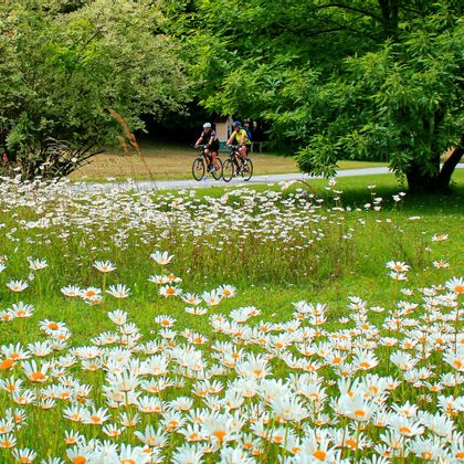 Daisy meadow; two cyclists in the background