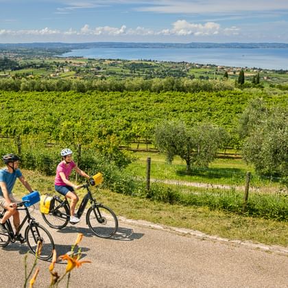 Two cyclists on a path through vineyards and olive groves near Cavaion Veronese with panoramic view of Lake Garda and mountains.