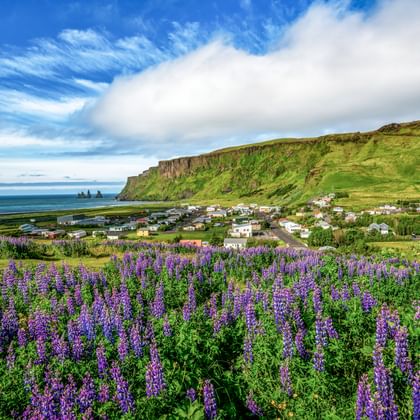 Lila Lupinen im Vordergrund mit Küstendorf, grünen Klippen und Meer unter blauem Himmel auf den Azoren.