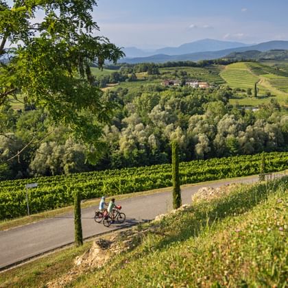 Zwei Radfahrer inmitten der Weinberge von Livon in der Region Collio