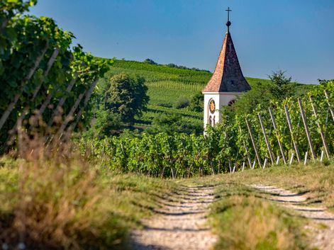 Radweg durch die Weingärten des Südschwarzwaldes